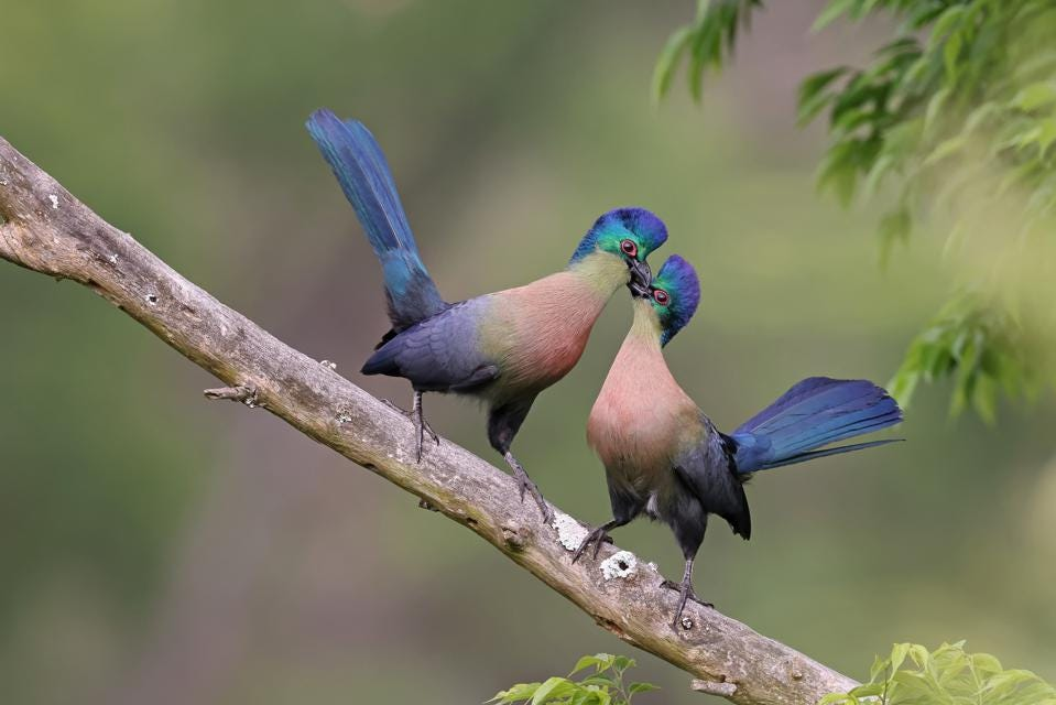 hai chú chim đang thân mật