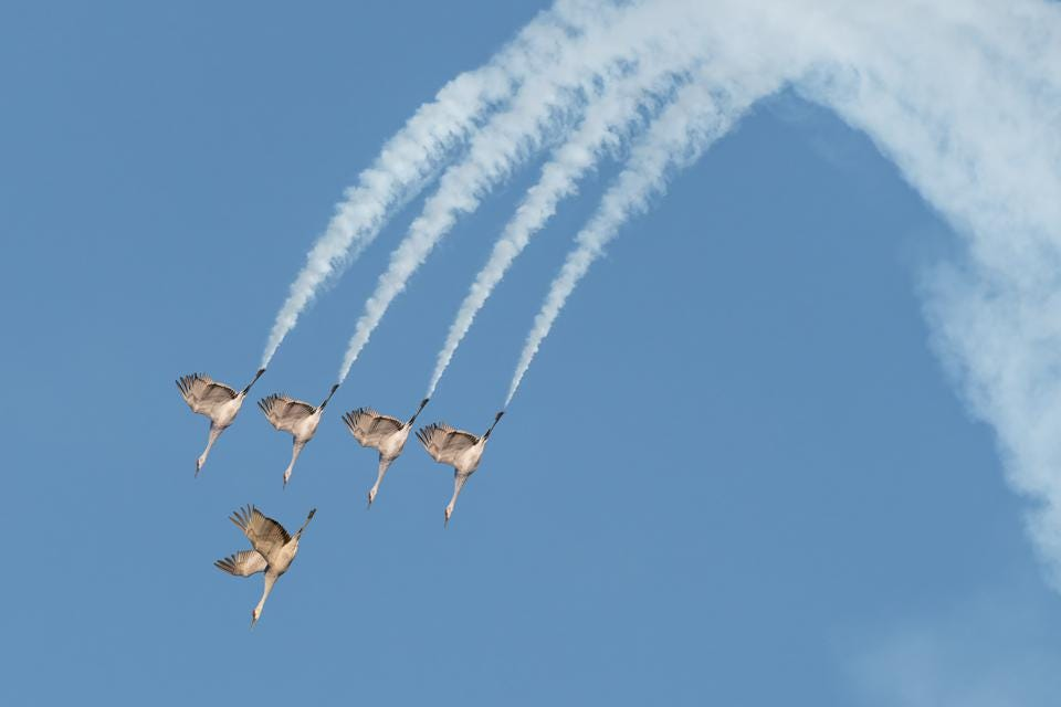 iển lãm hàng không Sandhill Crane Flight Team, người đoạt giải Đồng, hạng mục Hình ảnh sáng tạo.ẢNH: WEI LIA, US - NHIẾP ẢNH GIA CHIM CỦA NĂM 2022